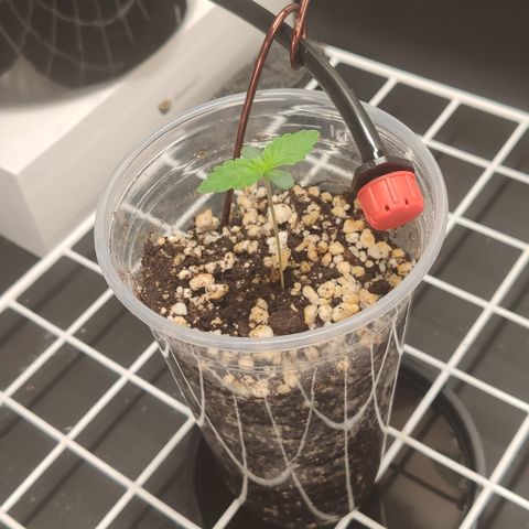 Gorilla Glue #4 growlog photo