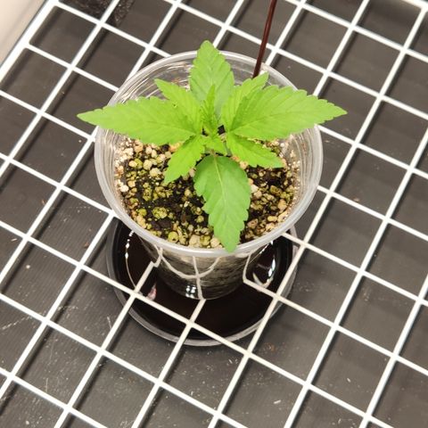 Gorilla Glue #4 growlog timeline photo