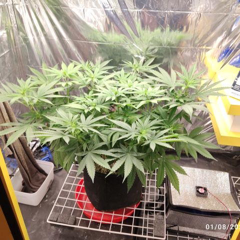Gorilla Glue #4 growlog timeline photo