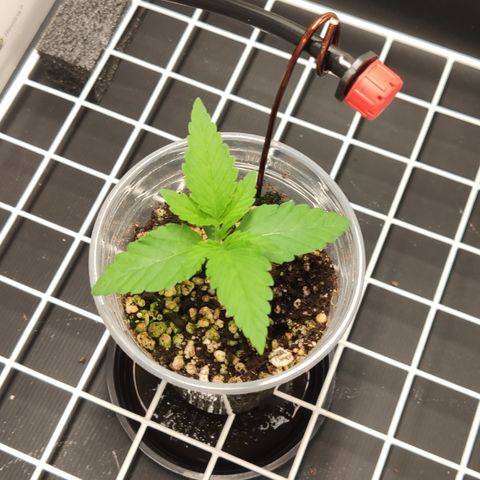 Gorilla Glue #4 growlog timeline photo