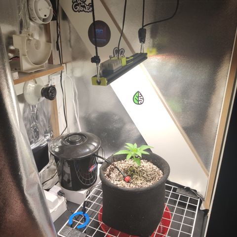Gorilla Glue #4 growlog timeline photo