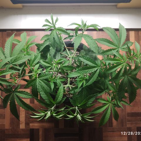 Gorilla Glue #4 growlog timeline photo