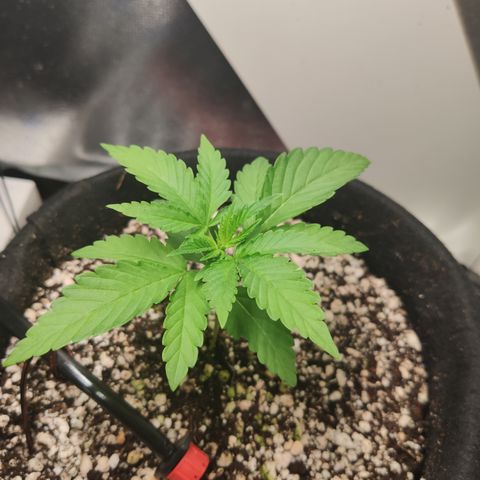 Gorilla Glue #4 growlog timeline photo