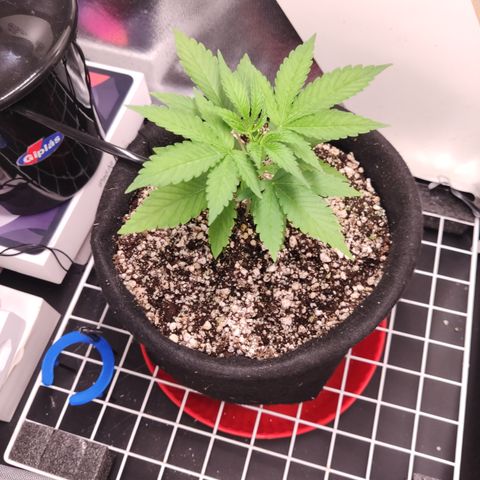 Gorilla Glue #4 growlog timeline photo