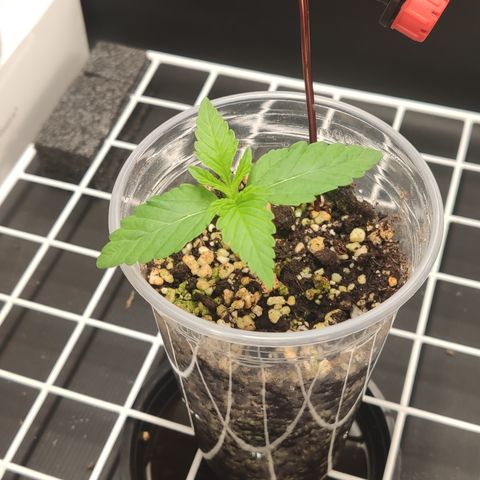 Gorilla Glue #4 growlog timeline photo