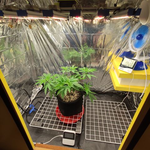 Gorilla Glue #4 growlog timeline photo