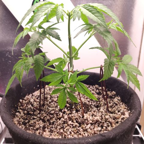 Gorilla Glue #4 growlog timeline photo