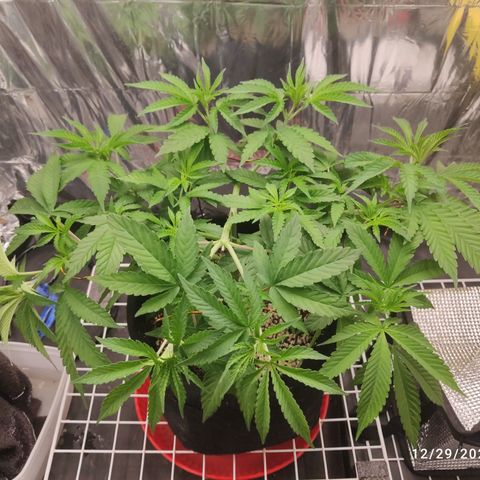 Gorilla Glue #4 growlog timeline photo