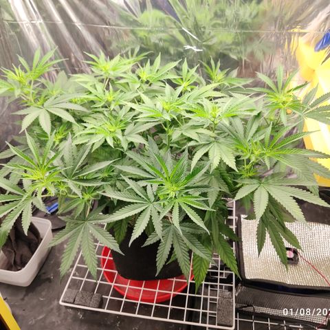 Gorilla Glue #4 growlog timeline photo
