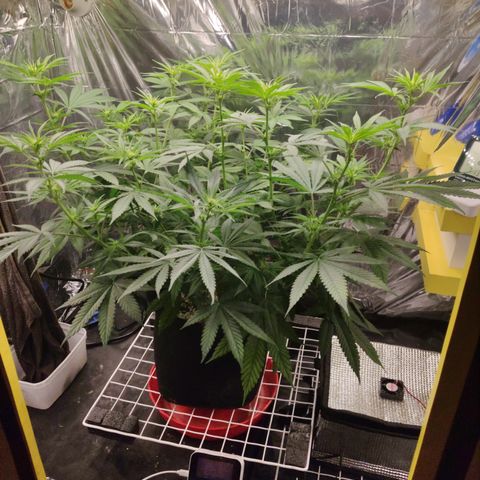 Gorilla Glue #4 growlog timeline photo