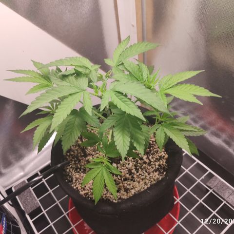 Gorilla Glue #4 growlog timeline photo