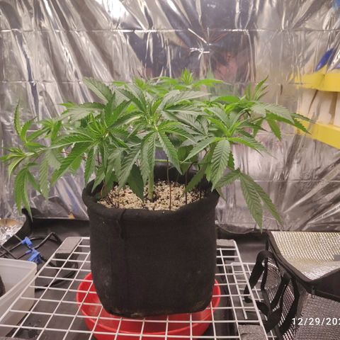 Gorilla Glue #4 growlog timeline photo
