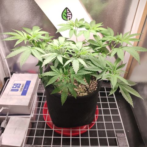Gorilla Glue #4 growlog timeline photo