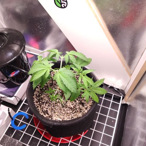 Gorilla Glue #4 growlog timeline photo