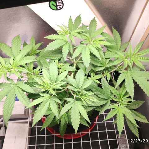 Gorilla Glue #4 growlog timeline photo