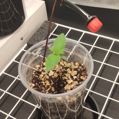 Gorilla Glue #4 growlog photo