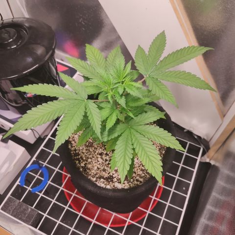 Gorilla Glue #4 growlog timeline photo