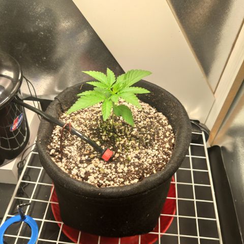 Gorilla Glue #4 growlog timeline photo