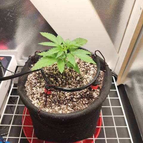 Gorilla Glue #4 growlog timeline photo