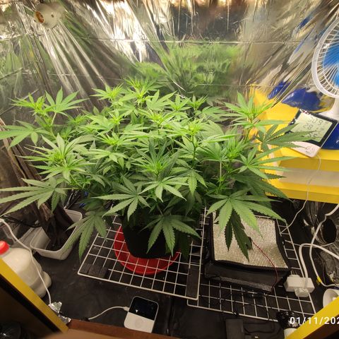 Gorilla Glue #4 growlog timeline photo
