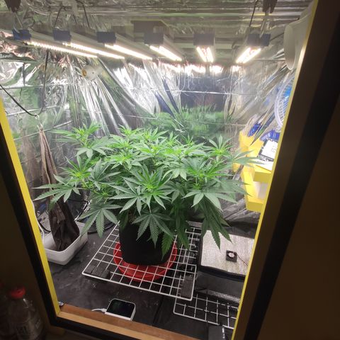 Gorilla Glue #4 growlog timeline photo
