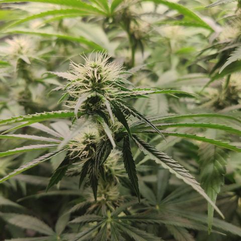 Gorilla Glue #4 growlog timeline photo