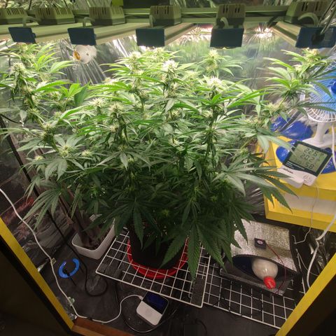 Gorilla Glue #4 growlog timeline photo