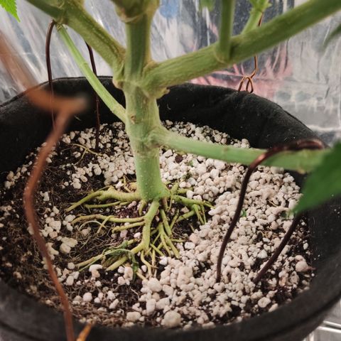 Gorilla Glue #4 growlog timeline photo