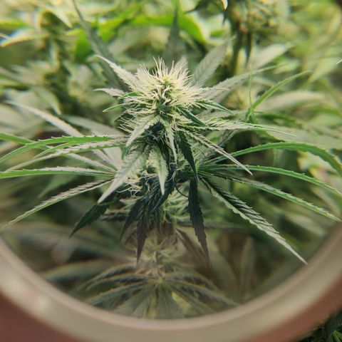 Gorilla Glue #4 growlog timeline photo