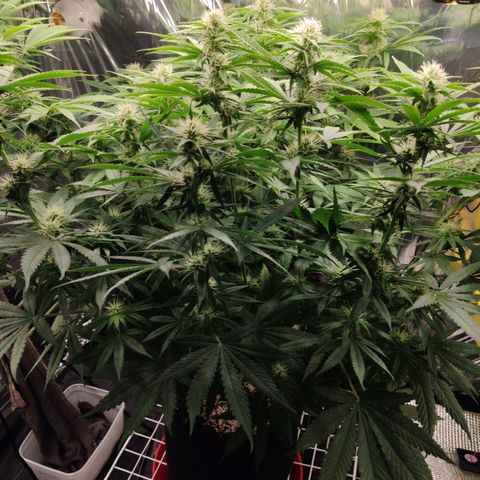 Gorilla Glue #4 growlog timeline photo