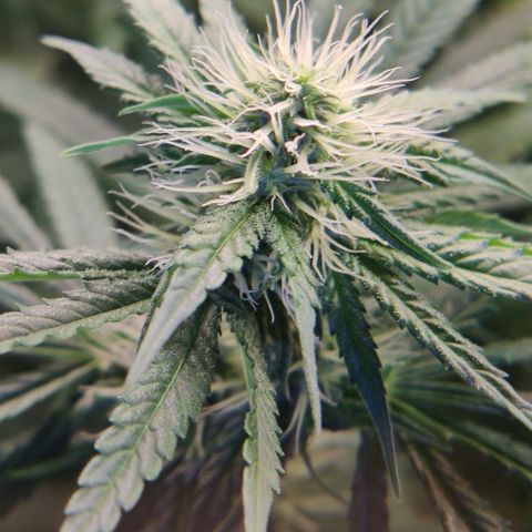 Gorilla Glue #4 growlog timeline photo