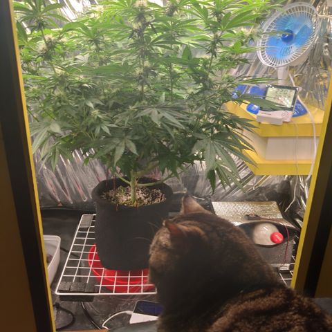 Gorilla Glue #4 growlog timeline photo