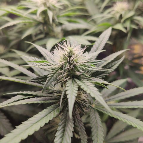 Gorilla Glue #4 growlog timeline photo