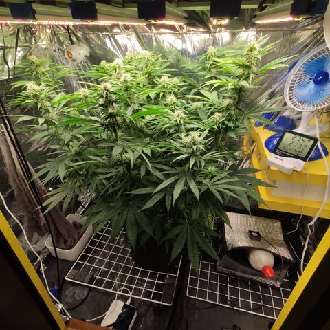Gorilla Glue #4 growlog timeline photo