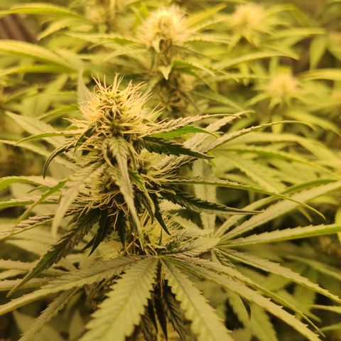 Gorilla Glue #4 growlog timeline photo