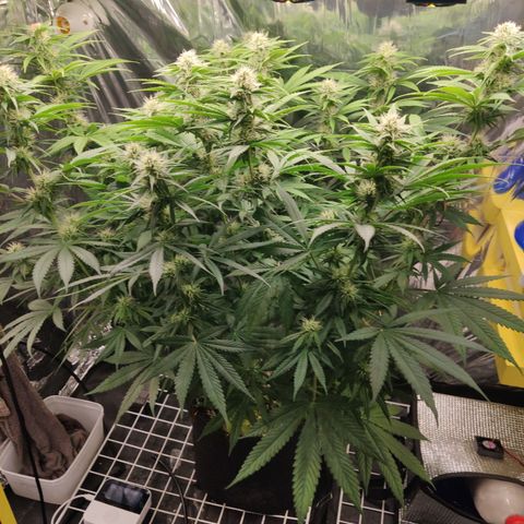 Gorilla Glue #4 growlog timeline photo
