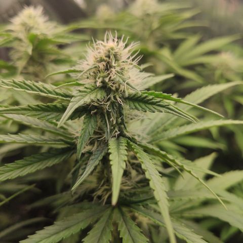Gorilla Glue #4 growlog timeline photo