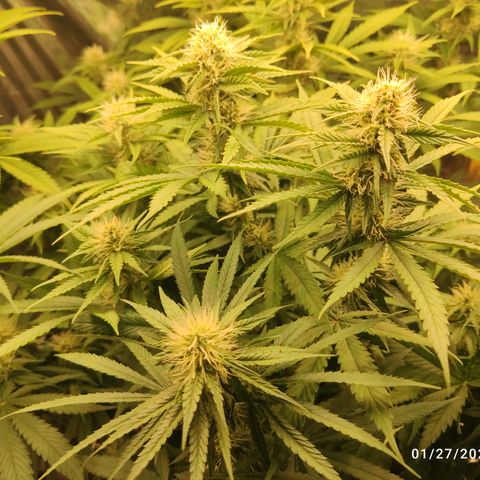 Gorilla Glue #4 growlog timeline photo