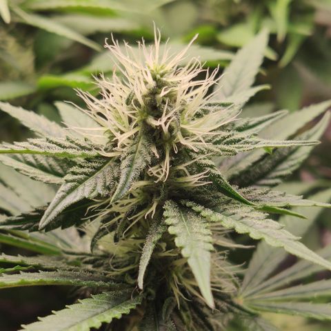 Gorilla Glue #4 growlog timeline photo