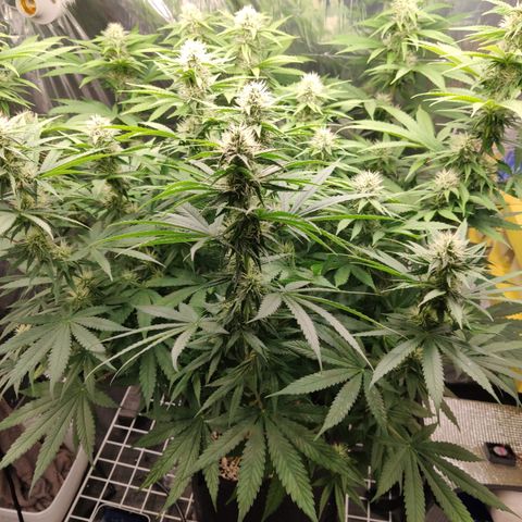 Gorilla Glue #4 growlog timeline photo