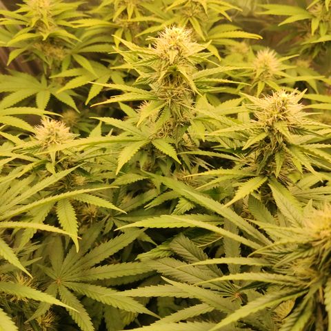 Gorilla Glue #4 growlog timeline photo