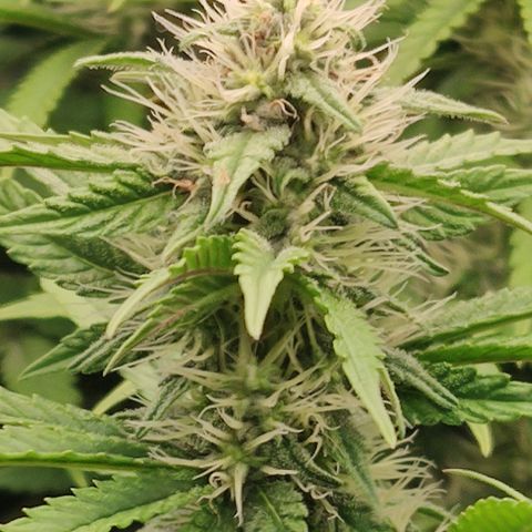 Gorilla Glue #4 growlog timeline photo