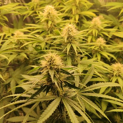 Gorilla Glue #4 growlog timeline photo