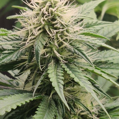 Gorilla Glue #4 growlog timeline photo