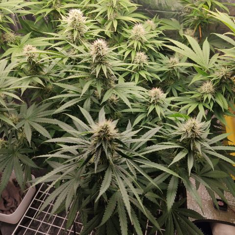 Gorilla Glue #4 growlog timeline photo
