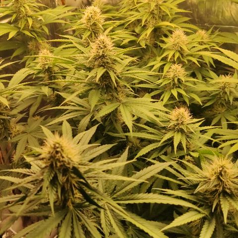 Gorilla Glue #4 growlog timeline photo