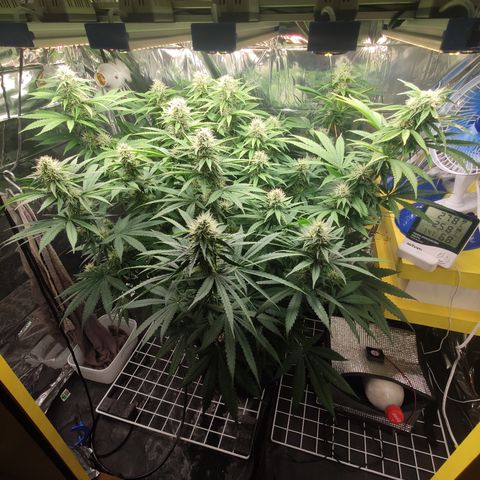 Gorilla Glue #4 growlog timeline photo