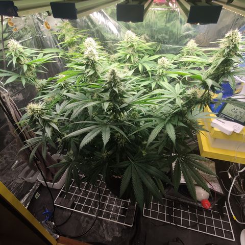 Gorilla Glue #4 growlog timeline photo