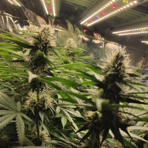 Gorilla Glue #4 growlog timeline photo
