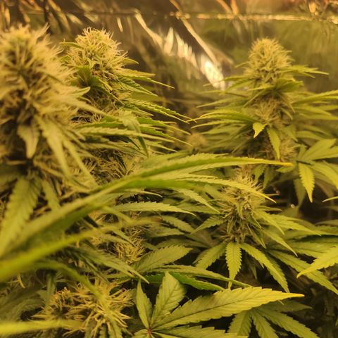 Gorilla Glue #4 growlog timeline photo